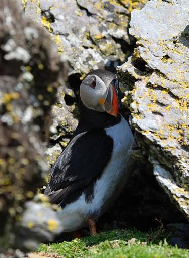 Puffins (Ireland)-puffin.jpg