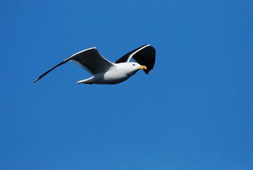 gulls (Ireland)-dsc_0014-1.jpg