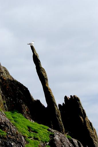 gulls (Ireland)-dsc_0190-1.jpg