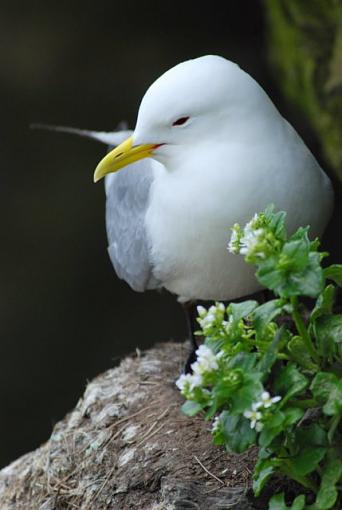 gulls (Ireland)-dsc_0243-1.jpg