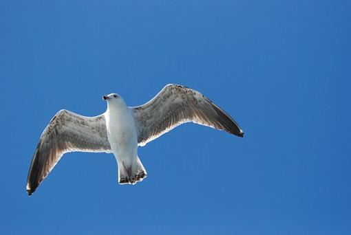 gulls (Ireland)-dsc_0505-1.jpg