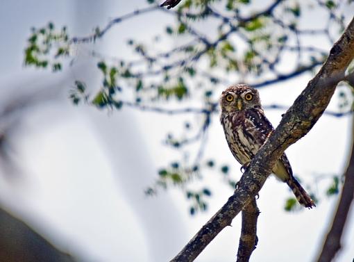 Pearl Spotted Owl-prl-spttd-owl-java-11-_dsc8708r.jpg