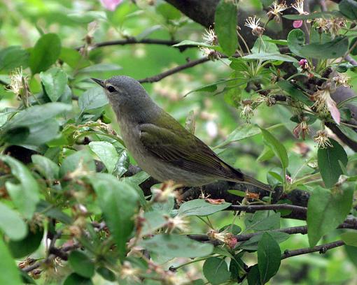 SPRING 2011 Bird ID-mystery-bird.jpg