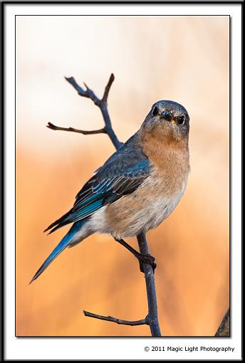 Mothers Day Bluebird-_mg_2385.jpg