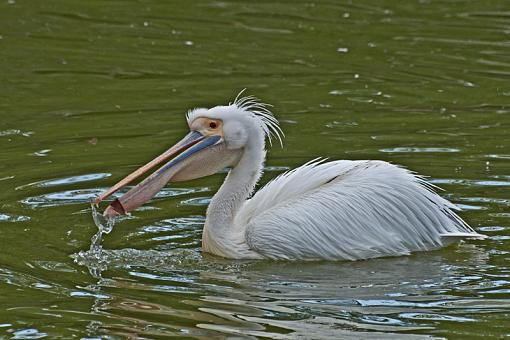 A few more pelican shots-_dsc2903.jpg