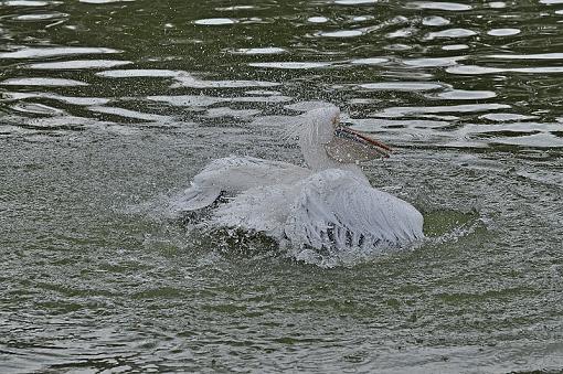 A few more pelican shots-_dsc2928.jpg