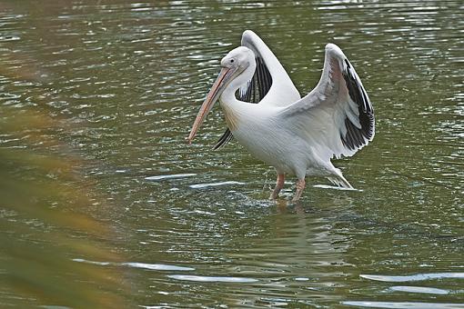 A few more pelican shots-_dsc2950.jpg