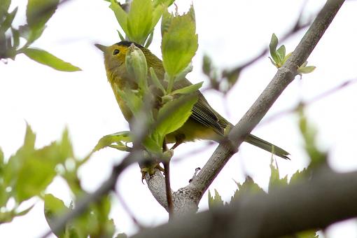 SPRING 2011 Bird ID-img_6180.jpg