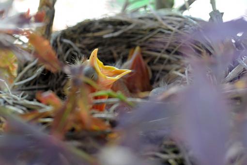 Baby Robin-dsc_8189-2-800.jpg