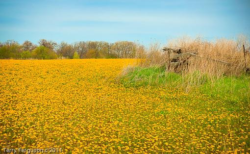 Dandelions...-dsc00153-1_2_3_tonemapped.jpg