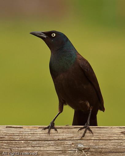 SPRING 2011 Bird ID-20110517_blackbird_8863.jpg