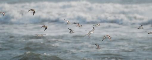 Shorebirds of OBX...  ID help as well-dsc_0361-1.jpg