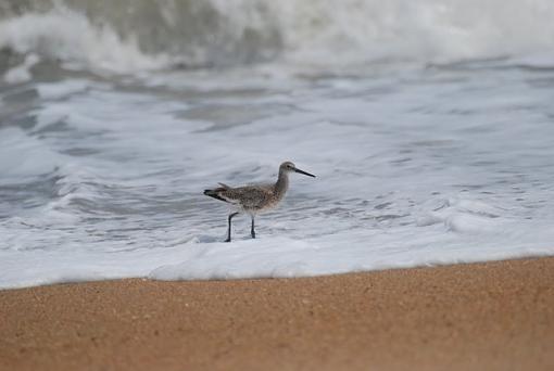 Shorebirds of OBX...  ID help as well-dsc_0490-1.jpg