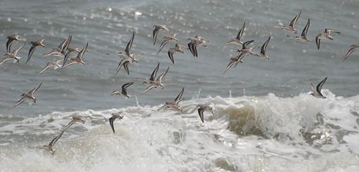 Shorebirds of OBX...  ID help as well-dsc_0499-1.jpg