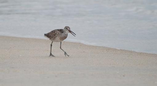 Shorebirds of OBX...  ID help as well-dsc_0637-1.jpg