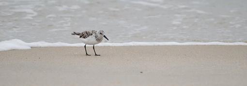 Shorebirds of OBX...  ID help as well-dsc_0649-1.jpg