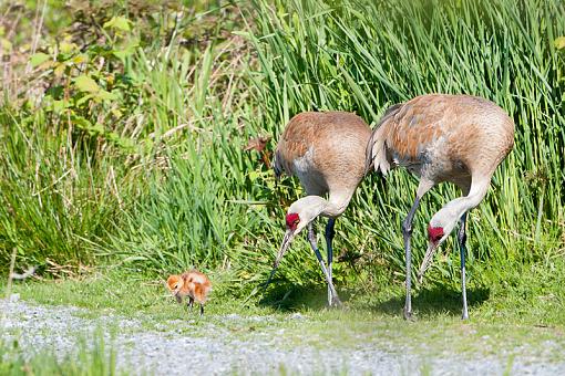 Eggs no more-sandhill-crane-family-rev_1429.jpg