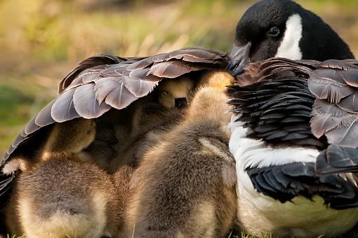 Mother and her seven chicks-goose-family-_rev.jpg