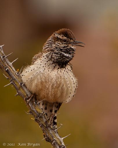 Cactus Wren-20110409_azcactuswren_708.jpg