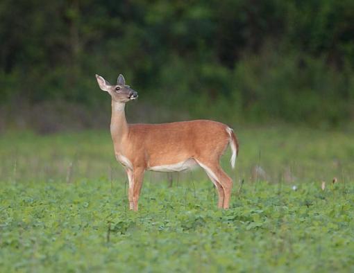 The country side of life.-img_1214.jpg