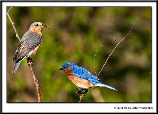 The Happy Couple-_mg_2554.jpg