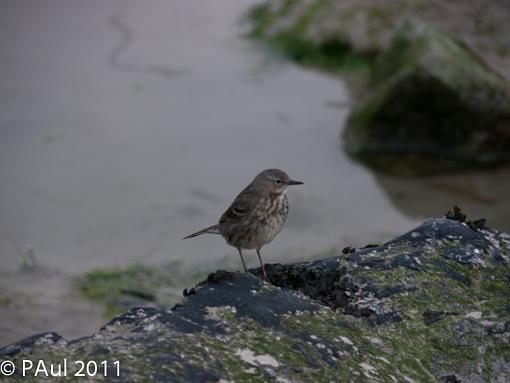 SPRING 2011 Bird ID-_1070651.jpg