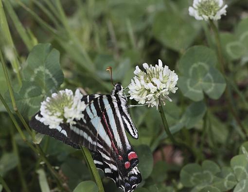 Clover Lovers-img_0938.jpg