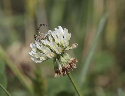 Clover Lovers-img_0987.jpg