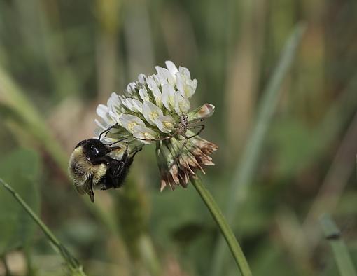 Clover Lovers-img_0995.jpg