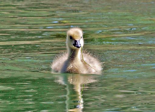 Baby Goose-duck005_edit.jpg