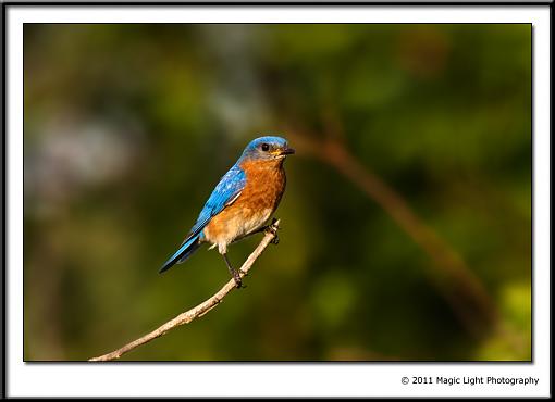 A few more Bluebirds from this weekend.-_mg_2683.jpg