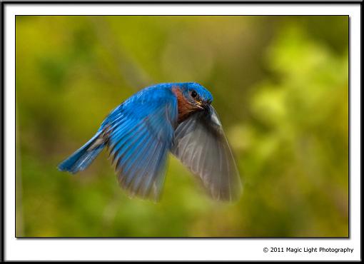 A few more Bluebirds from this weekend.-_mg_2662.jpg