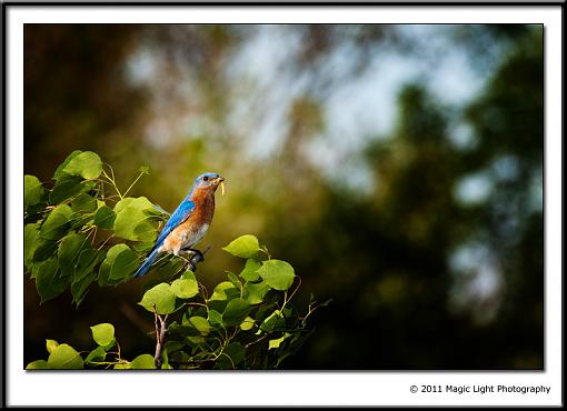 A few more Bluebirds from this weekend.-_mg_2674b.jpg