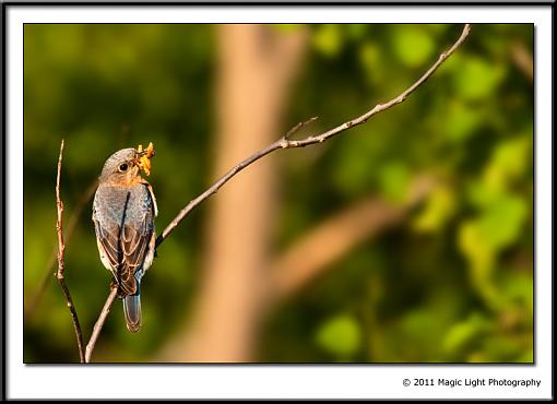 A few more Bluebirds from this weekend.-_mg_2612.jpg