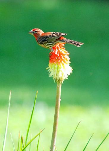 House Finches-dsc_1081.jpg