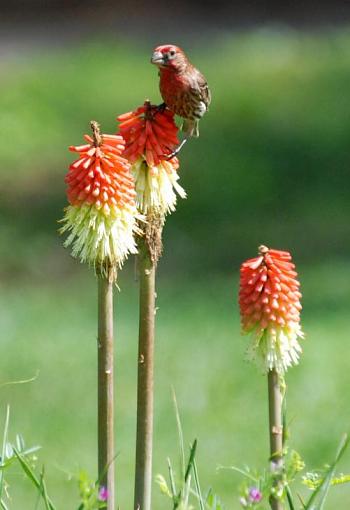 House Finches-dsc_1089.jpg