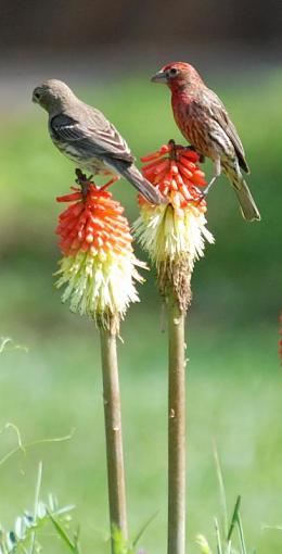 House Finches-dsc_1093.jpg