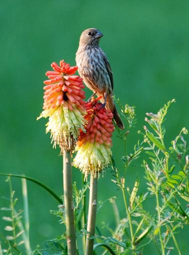 House Finches-dsc_1141.jpg