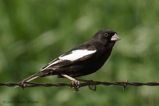 Lark Bunting-20110602_larkbunting_9158.jpg