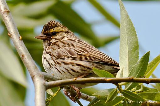 SPRING 2011 Bird ID-20110607_unknownsparrow_9349.jpg