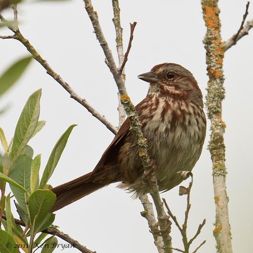 SPRING 2011 Bird ID-20110607_unknownsparrow_9297.jpg