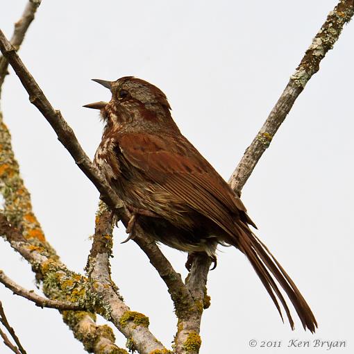 SPRING 2011 Bird ID-20110607_unknownsparrow_9301-edit.jpg