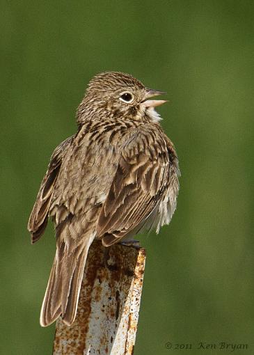 SPRING 2011 Bird ID-20110602_unknownsparrow_9196.jpg