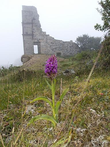 common spotted orchid-p5291109.jpg