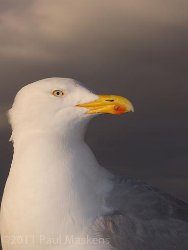 gull-p5261068.jpg