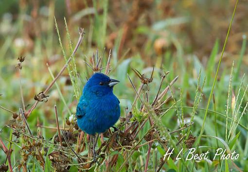 Indigo Bunting-time-eat-1-1-.jpg