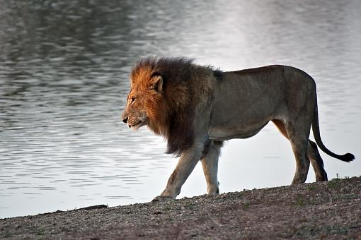 Lion at Kruger-lion-early-morning-stroll-krgr-11-_dsc2565r.jpg