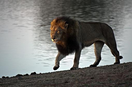 Lion at Kruger-lion-early-morning-stroll-krgr-11-_dsc2567r.jpg