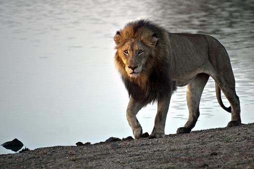 Lion at Kruger-lion-male-krgr-11-_dsc2570r.jpg