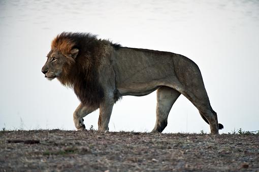 Lion at Kruger-lion-male-krgr-11-_dsc2579r.jpg